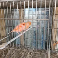 قناری اورجینال ترکیه ای|پرنده|شهریار, رزکان|دیوار