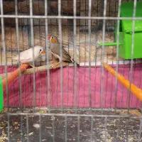 یک جفت فنچ کارداده
