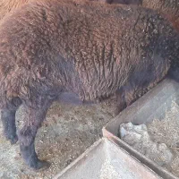 بره نر و ماده گوسفندپرواری|حیوانات مزرعه|علیآباد کتول, |دیوار