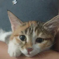 واگذاری بچه گربه