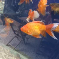 ماهی گلد فیش
