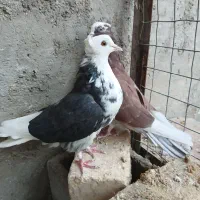 حراج کفتر پرشی و طاووسی و مگسی|پرنده|مهریز, |دیوار