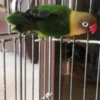 طوطی کوتوله برزیلی نقابدار