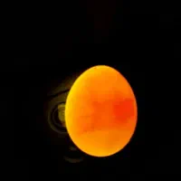 تخم و جوجه عروس هلندی نطفه دار لوتینو