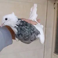 نر طوقی الماسی پر خال