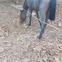 کره اسب نریون ۲ ساله