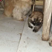 یه جفت سگ‌نرو ماده شیتزو|سگ|گنبد کاووس, |دیوار