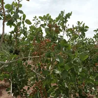 باغ شاهین شهر ،گرگاب، قابل معاوضه و تهاتر|فروش خانه و ویلا|شاهینشهر, فرودگاه هسا|دیوار