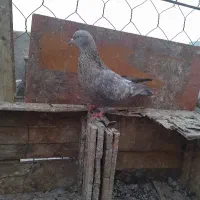 کله ای نر اسپورت