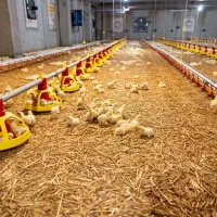 پرورش طیور با سود تضمینی و پشتیبانی کامل