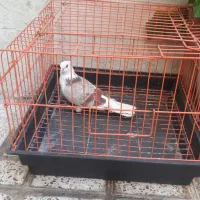 کفتر