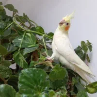 یک جفت عروس هلندی|پرنده|گرمی, |دیوار