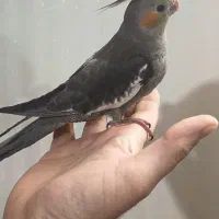 جوجه دون خور دو ماهه