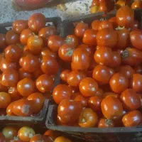 گوجه خوب بدون خرابی