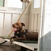 واگزاری پیت بول اصیل|سگ|تهران, جنت‌آباد شمالی|دیوار