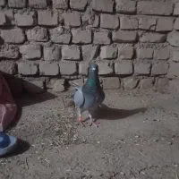 سبز