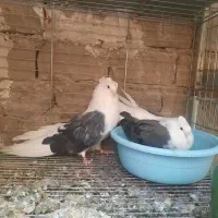 دوجف دوکت کشیده  کاکلی