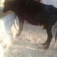 فروش گاو