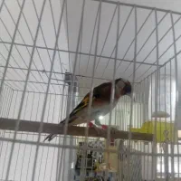 سهره چهارگل جوجه بود ازکردستان اوردم نرمست خون