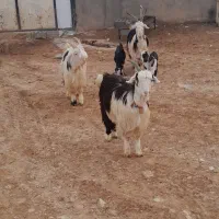 بز بختیاری|حیوانات مزرعه|کرمانشاه, |دیوار