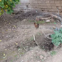 مرغ گلین تخم گذار|حیوانات مزرعه|گتوند, |دیوار