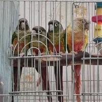 گرینچک سرلاکی تازه دونخور|پرنده|اقبالیه, |دیوار