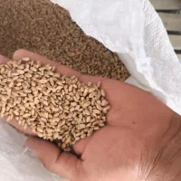 گندم بذری بوجاری شده