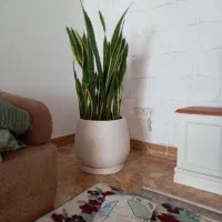 گل و گلدون و کوسن به فروش میرسد