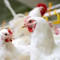 مرغ و بوقلمون زنده