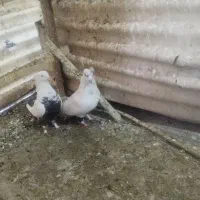 کفتر سالم|پرنده|تهران, بیسیم|دیوار