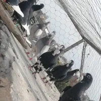 نرسوراخی