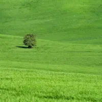 ۴ دیواری داخل بافت سرسبز اول جاده چالوس