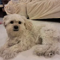 مالتیپودل ماده یکساله با واکسن کامل ۱۰ میلیون تومن