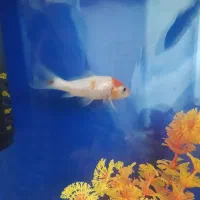 فروش ماهی|ماهی|فسا, |دیوار