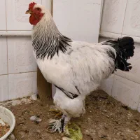 مرغ و خروس برهما