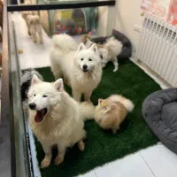 هتل پانسیون سگها شرق و شمال شرق|خدمات پیشه و مهارت|تهران, سوهانک|دیوار