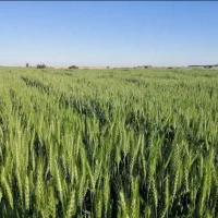 اجاره 4 هکتار زمین کشاورزی رامشیر