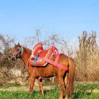 اسب یورقه|اسب و تجهیزات اسب‌سواری|گرگان, |دیوار