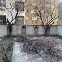 چوبهای هرس شده درخت