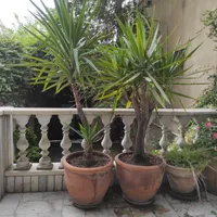 درختچه یوکا و کاکتوس زیبا|گل و گیاه طبیعی|تهران, حشمتیه|دیوار