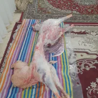 گوشت قوچ همه چیزبه شرط