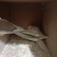 عروس هلندی سخنگو|پرنده|تهران, گلاب دره|دیوار