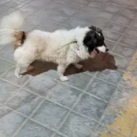 سگ پاکوتاه