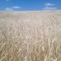 گندم دیم(کمباین)