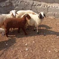 بره