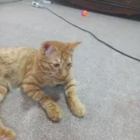 واگذاری ۳عدد گربه بصورت رایگان