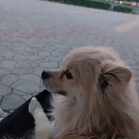 گمشده سگ پامر