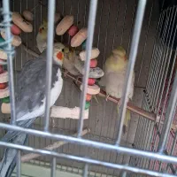 عروس هلندی سخنگو|پرنده|کرج, شهرک پردیسان|دیوار