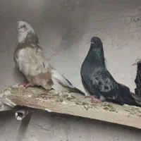 کبوتر سرور شازده 4عدد