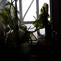 نیروی نظافت خانم